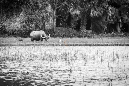 Tam Coc.jpg