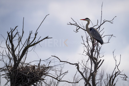 DSC02778-Pierik.jpg