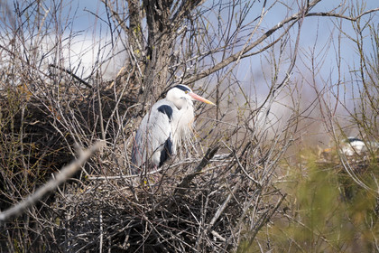 DSC03048-Pierik.jpg