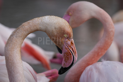 DSC02958-Pierik.jpg