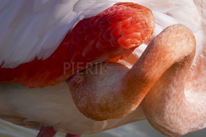 DSC03155-Pierik.jpg