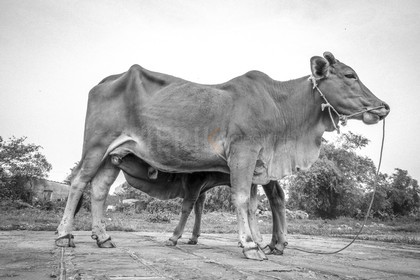 Tam Coc-44.jpg