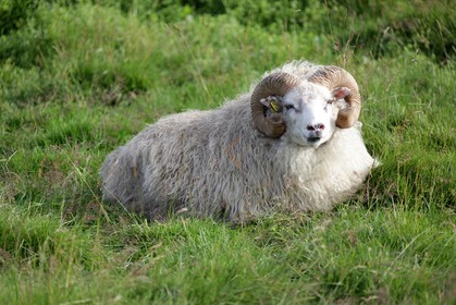 Mouton sur Flatey Island
