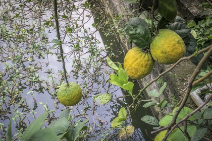 Tam Coc-43.jpg