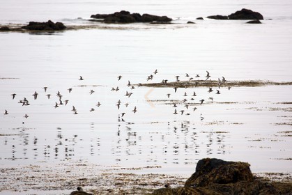 Vol d'oiseaux