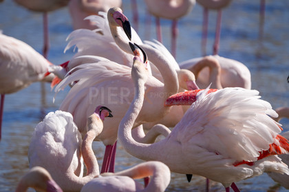 DSC03116-Pierik.jpg