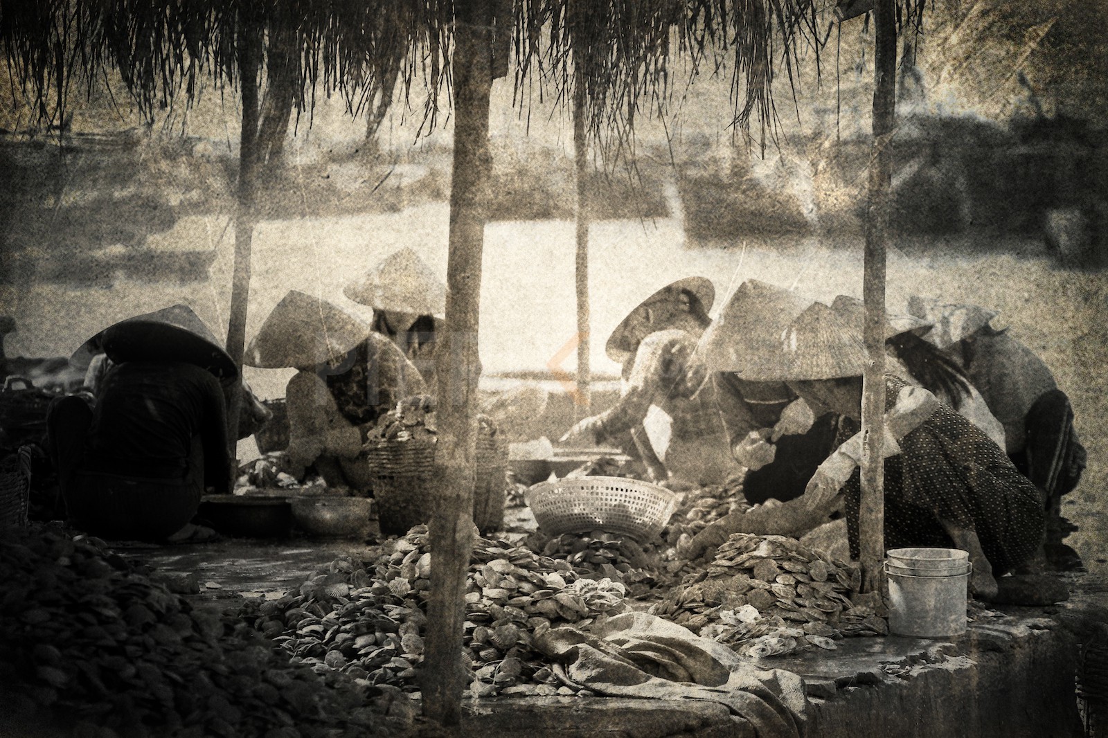 Tri des pétoncles vers Mui Ne