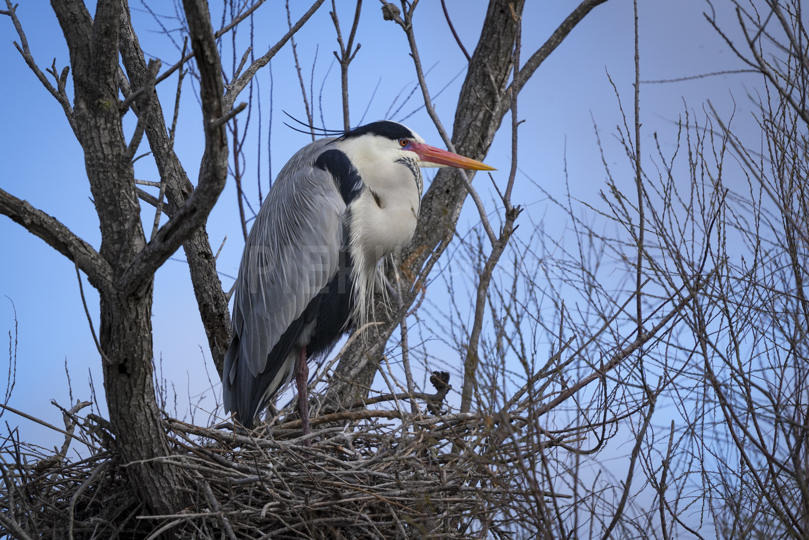 DSC02889-Pierik.jpg