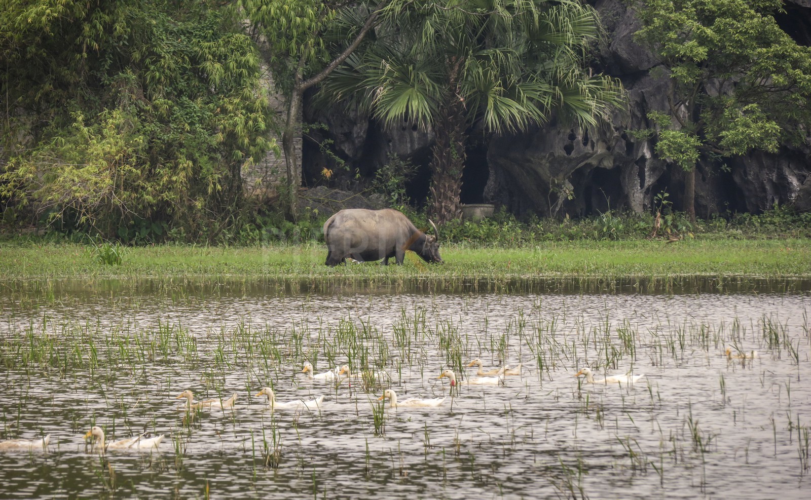 Tam Coc-3.jpg