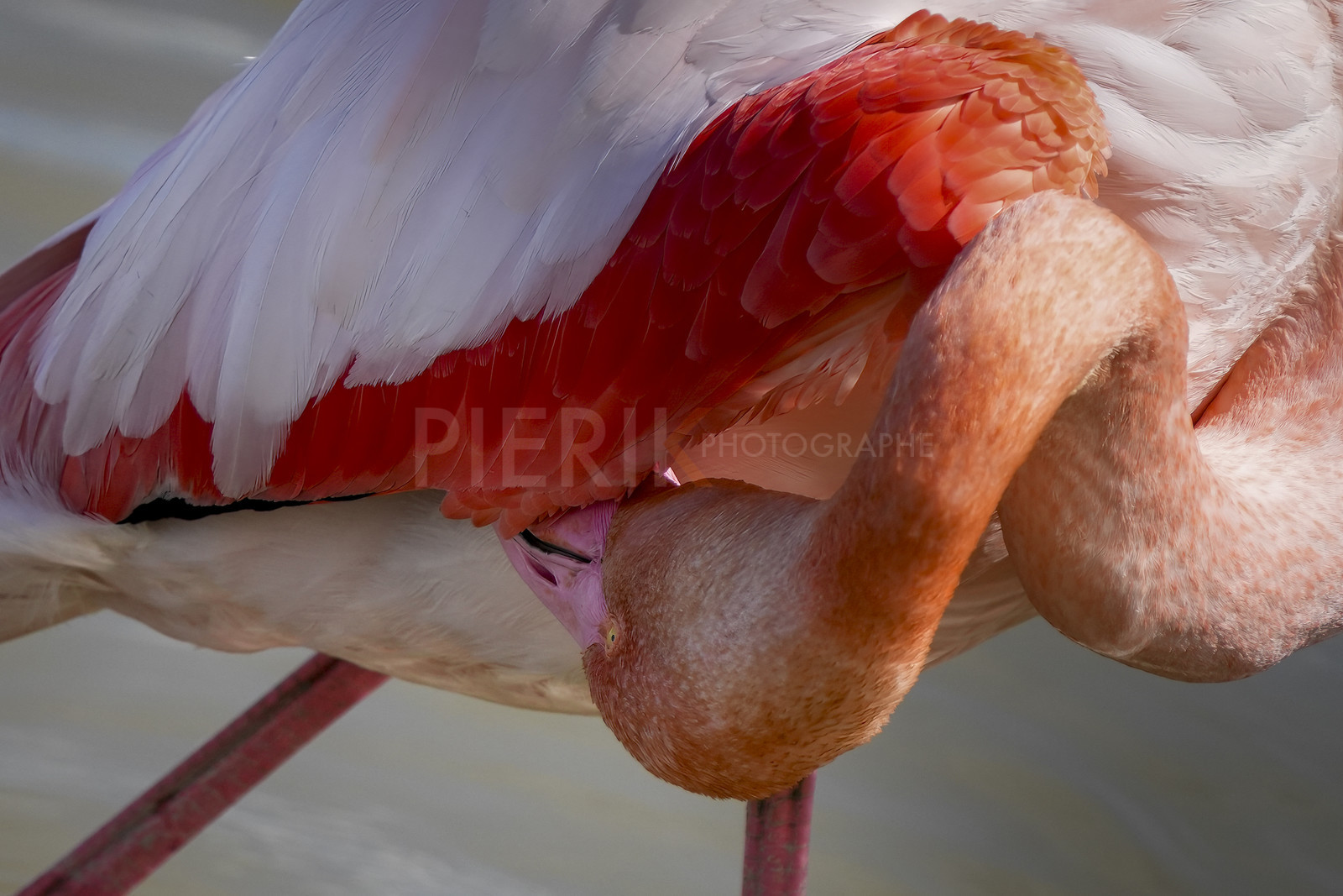 DSC03157-Pierik.jpg