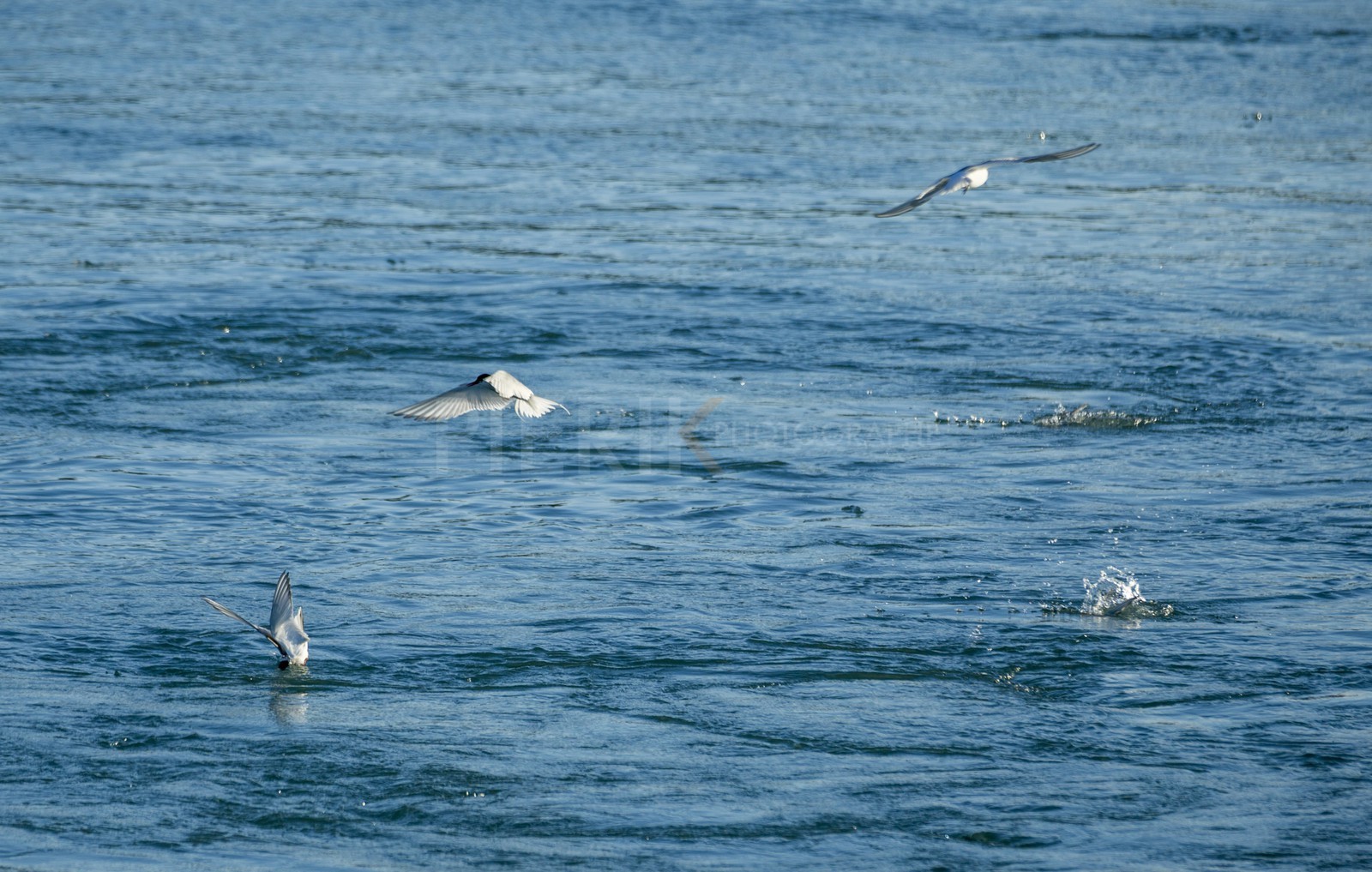 A29X4735.jpg