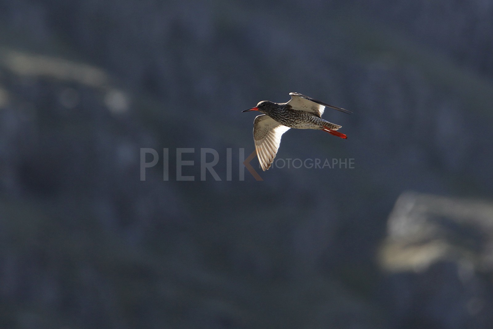 Un oiseau en vol